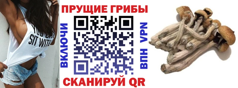 Галлюциногенные грибы Cubensis  Купить где  Навашино 